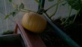 /album/photogallery/hello-random-pumpkin-from-a-seed-i-didnt-plant-jpg/